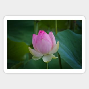 The Water Lily Sticker